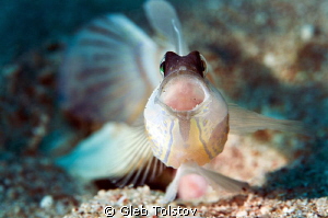 Shrimp goby by Gleb Tolstov 